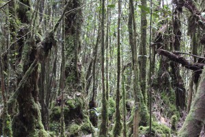 Cameron Highlands-056